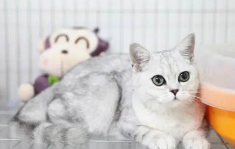 貓咪血栓是什么原因引起的