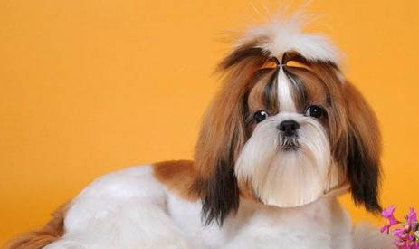 常見犬類品種大全