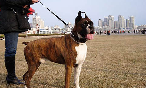 拳師犬老喝水的原因及處理方法