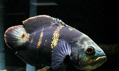 金魚一天喂幾顆粒飼料合適