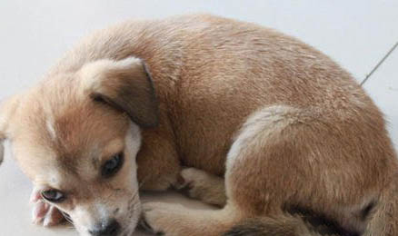 狗狗細小死前有哪些征兆