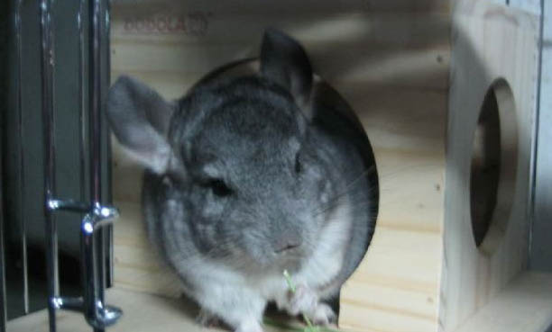 寵物龍貓價格多少錢一只,龍貓幼崽市場價平均范圍