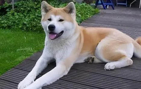 秋田犬一只多少錢