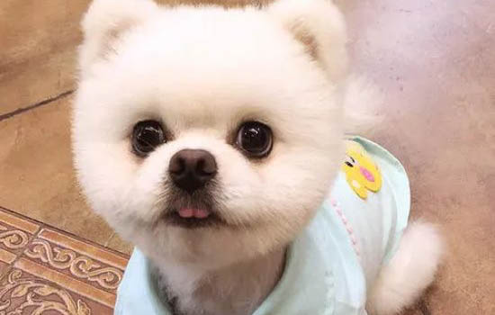 虎斑狗如何辨別