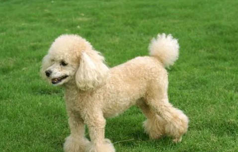 怎樣判斷貴賓犬腿是否斷了