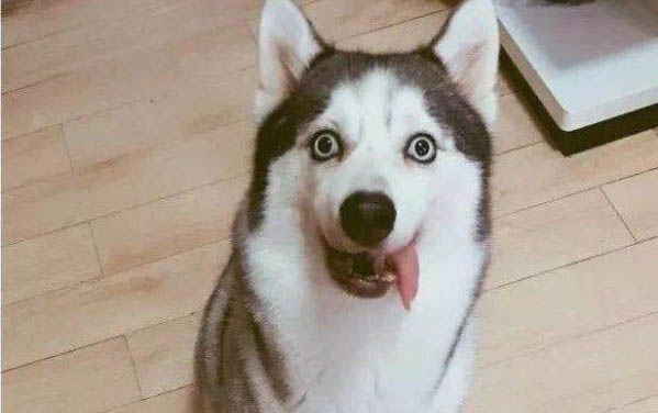 狗狗上火的癥狀及醫治方法