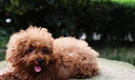 貴賓犬和雪納瑞哪個好養