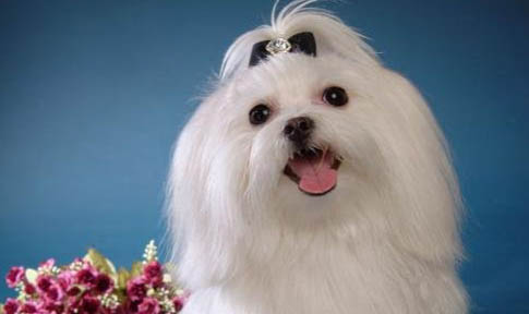 馬爾濟斯犬掉毛的原因