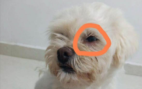 狗狗是否可以吃胡蘿卜