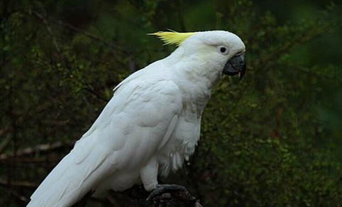 怎么跟玄鳳鸚鵡培養感情?
