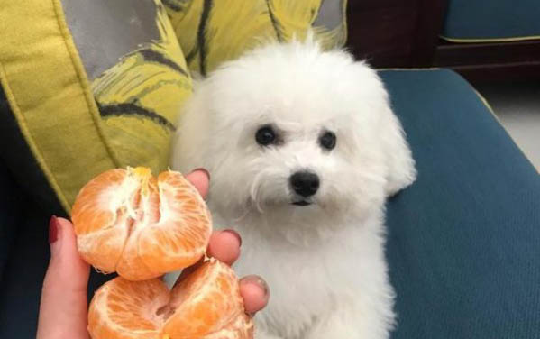 狗狗一直轉圈圈哼哼叫