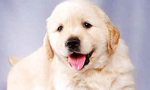 金毛犬多大開始訓(xùn)練好