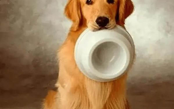 棉花面紗犬哪里有賣