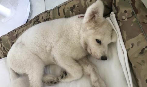 狗狗可以吃西瓜的籽么