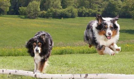 什么是中華牧羊犬