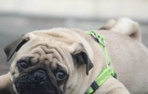 巴哥犬冬天可以放室外