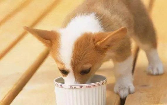 狗狗能吃蛋白嗎?