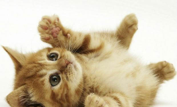 如何使貓少掉毛