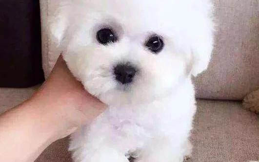 小狗不吃東西拉稀睡覺