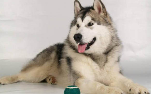 犬瘟后期抽搐治療成功還有生命危險嗎