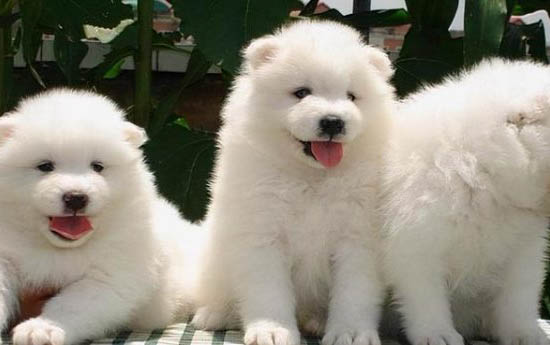 薩摩耶和博美犬的區別