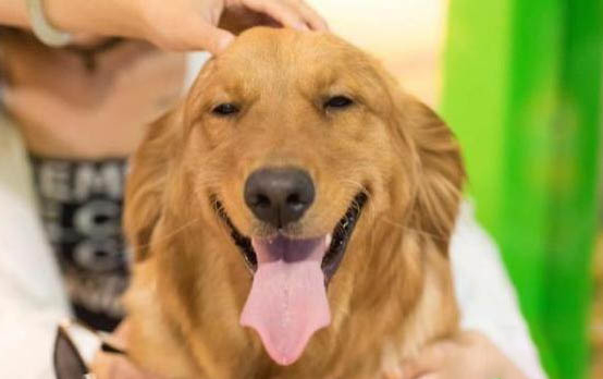 自制顆粒干狗糧的方法有哪些