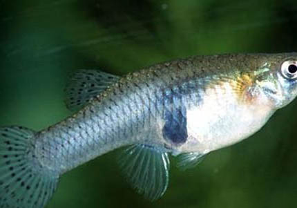 食蚊魚多大可以繁殖