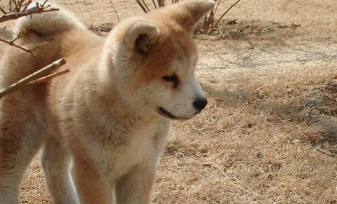 日本秋田犬眼睛有眼屎是什么原因引起的