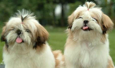 西施犬為什么小時候是卷毛還是直毛