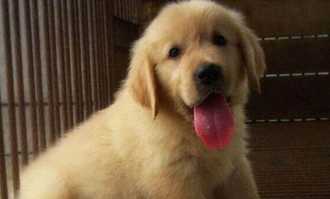 金毛犬打嗝的原因及處理方法