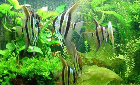 魚缸濾材多久清洗一次