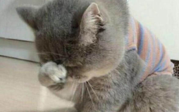 世界上最大的貓