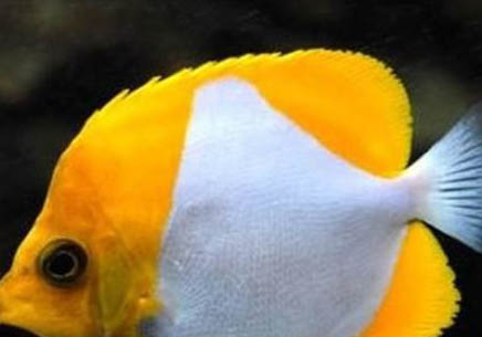 黃辣丁釣魚技巧有哪些