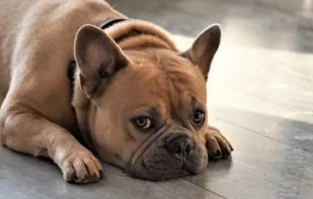 狗狗打完狂犬疫苗多久可以洗澡