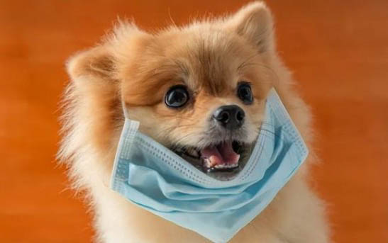 主人不在家狗狗總是叫怎么辦