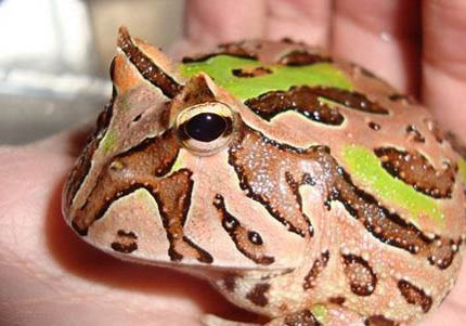 角蛙冬天怎么飼養(yǎng)？