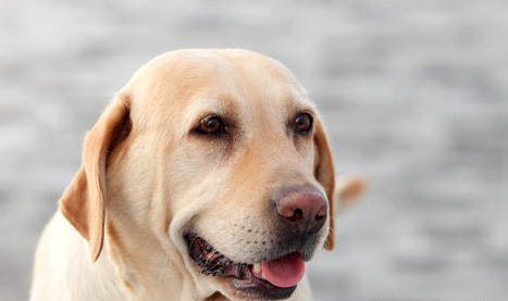 拉布拉多犬的快樂生活吃的什么