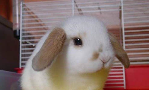 飼養荷蘭鼠的注意事項