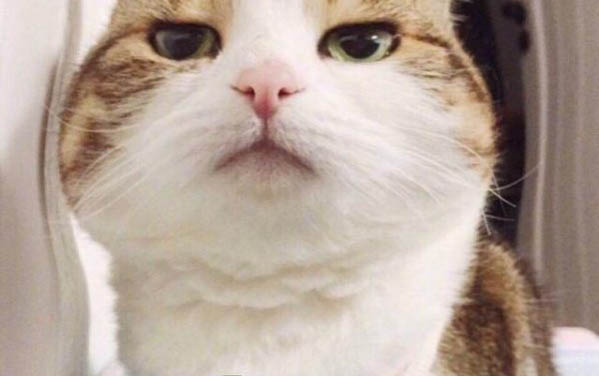 貓為什么喜歡貓抓板
