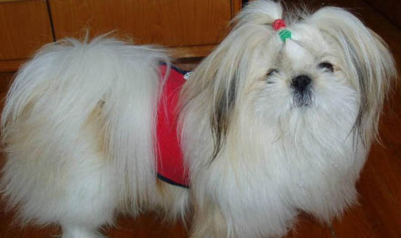 西施犬的智商相當于幾歲