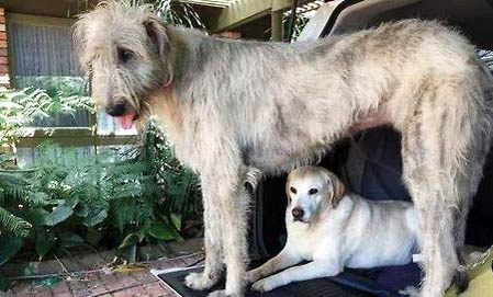 捷克狼犬感冒吃什么藥