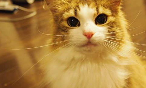 老年貓嘔吐的原因及處理方法