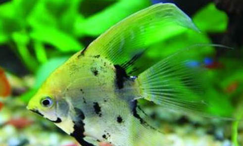 怎么給魚缸消毒