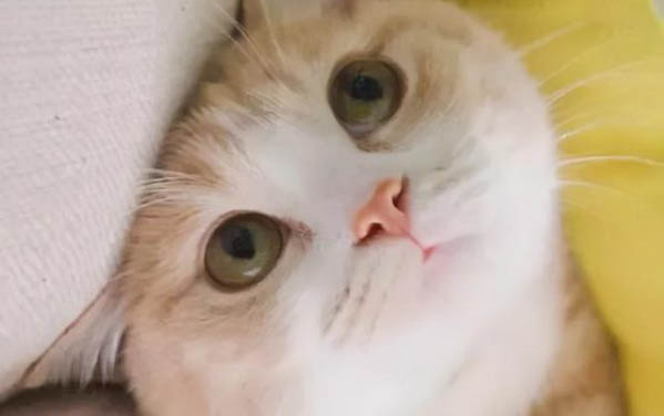 為什么貓咪總叫喚不停呢