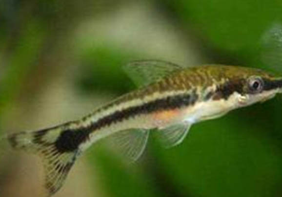 小精靈魚可以活多久?