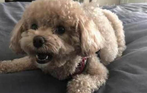 泰迪犬除了狗糧還能吃什么