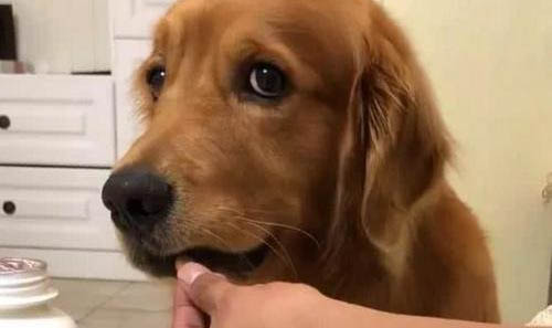 狗狗體外驅蟲后會有什么反應