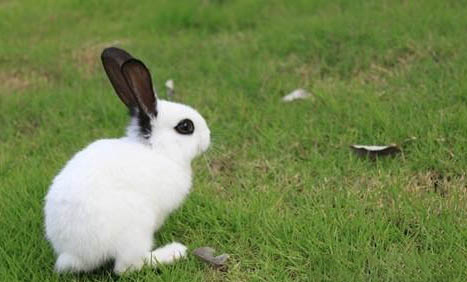 寵物兔子品種及價格