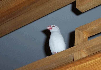 飼養白文鳥的注意事項