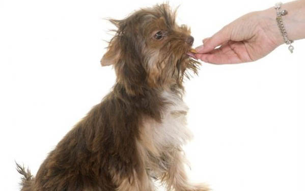 泰迪狗可以吃寵物火腿腸嗎